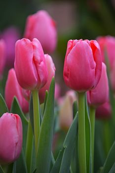Pink fresh springtime tulip flowers with green leaves growing in field, close up, low angle view