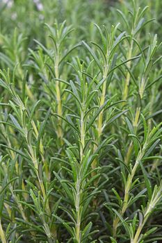 Green fresh rosemary spicy herb (Rosmarinus officinalis) sprouts growing, close up, high angle view