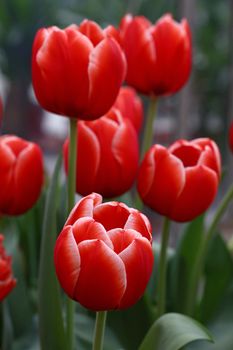 Scarlet red fresh springtime tulip flowers with white edges and green leaves growing in field, close up, low angle view