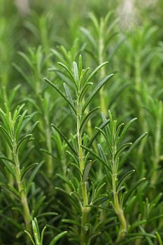 Green fresh rosemary spicy herb (Rosmarinus officinalis) sprouts growing, close up