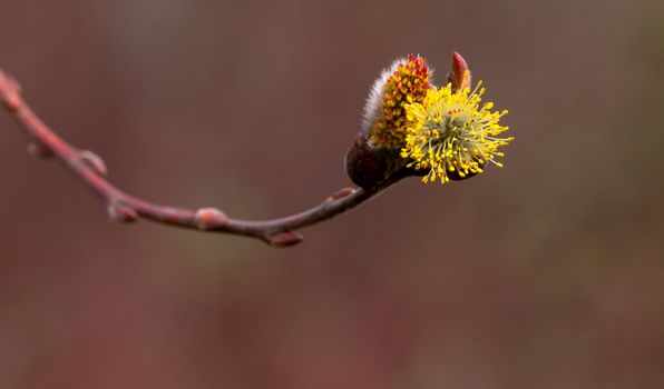 Salix caprea Pendula yellow and red Pussy Willow in bloom covered in pollen with fresh new growth on the end of a twig