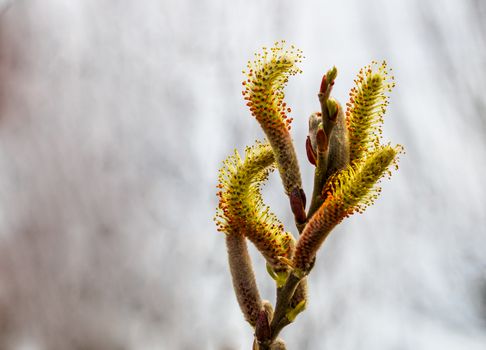 Salix caprea Pendula yellow and red Pussy Willow in bloom covered in pollen with fresh new growth and blurred background