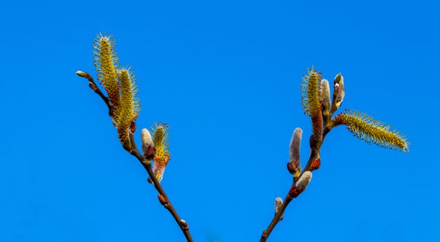 Salix caprea Pendula yellow and red Pussy Willow in blooms