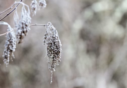 Dried frozen plant at the end of a twig covered in frosty dew with a blurred background