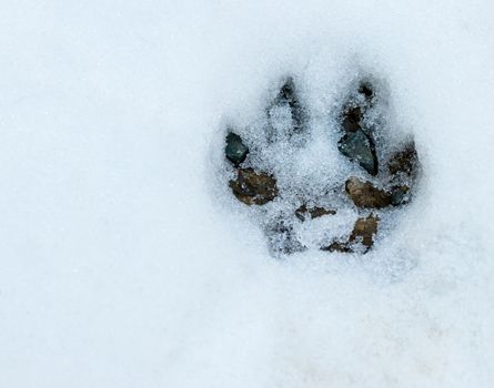 Paw print in the snowy forest floor uncovering rocks and dirt