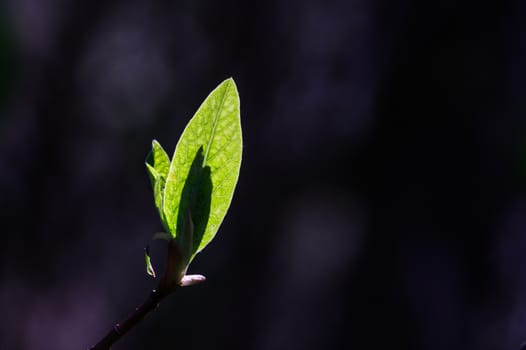 Fresh spring leaf bud growth backlit with sunshine from behind