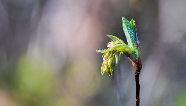 Dew water covered fresh spring seedling flower bud emerging in the sunlight