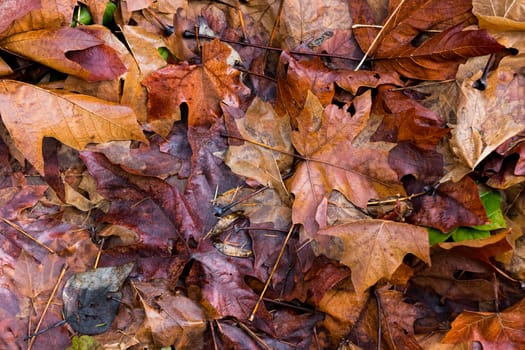 Brown, yellow, and green pile of autumn leaves with a single green leaf