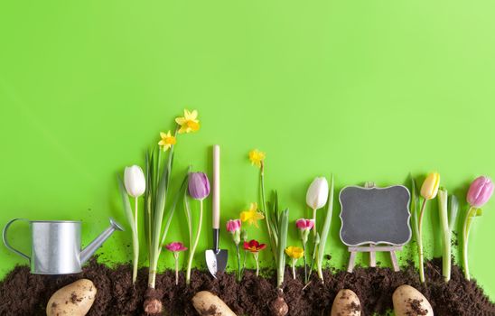 Spring flower bed, with planted potatoes, spring onions, and garden tools laid flat on green paper background 