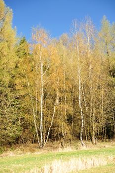 Beautiful spring landscape with forest, meadow and blue sky