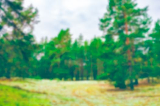 Green pine forest - soft lens bokeh image. Defocused background