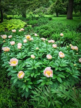 Pink peony blooming in the beautiful summer garden.