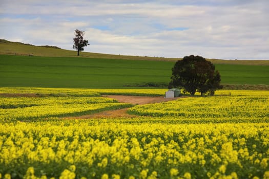 A little scene out in rural farmlands NSW Australia