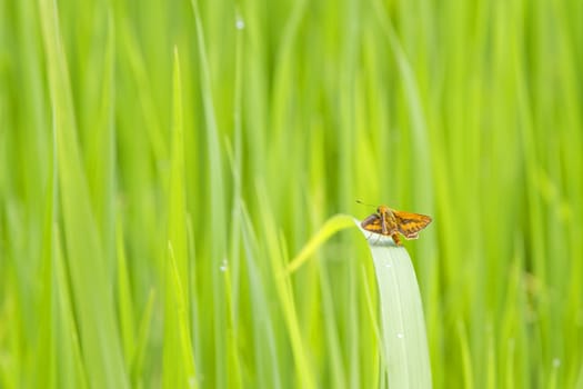 Butterflies in the morning field