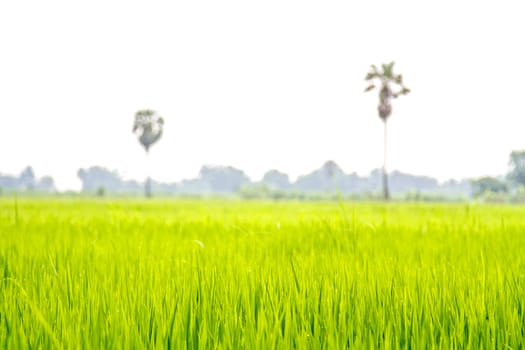 Morning field With background blurred