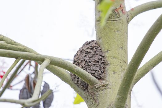 The nest black ant on tree