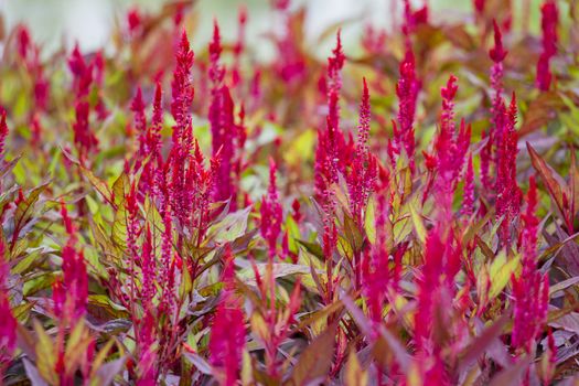 Many bright red wool flowers.