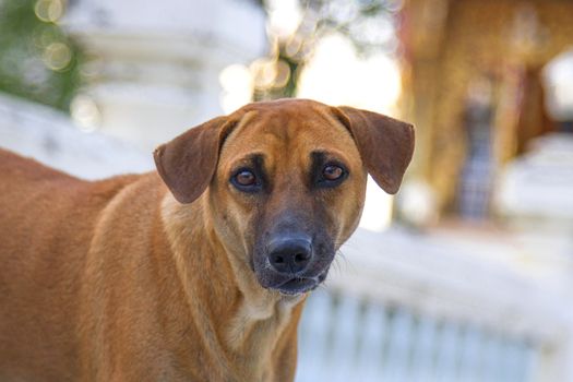 Dark brown dog standing face book