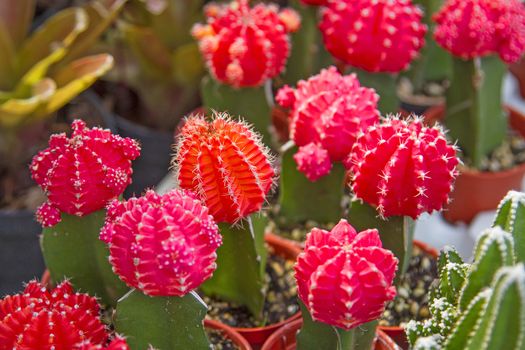 Cactus pink flowers many beautiful trees.