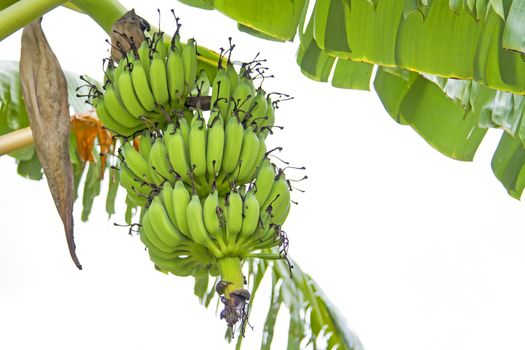 Raw green bananas are on the tree.