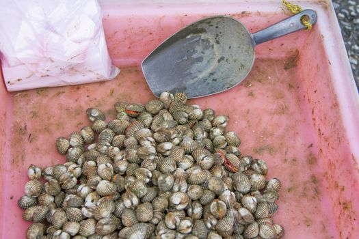 Scallop in the pink pickup and ladle lap