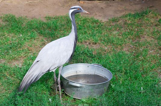 Grey grous anthropoides stands on farm drinking water from zinky basin