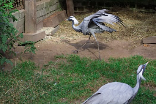 Grey grous anthropoides runs on farm with wide open wings