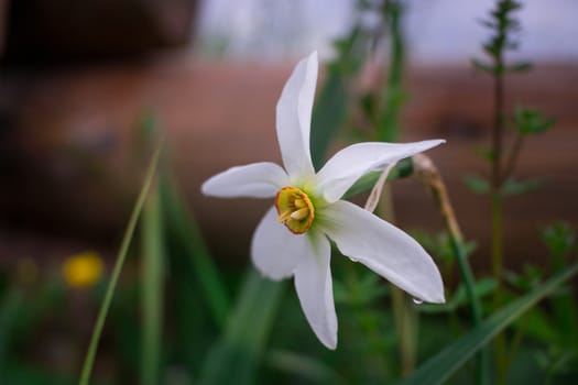 Close up of white narcissus with yellow core on green spring wild meadow