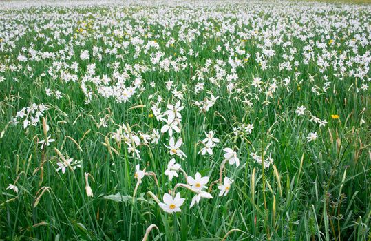 Wild white narcissuses flowering on green spring meadow field