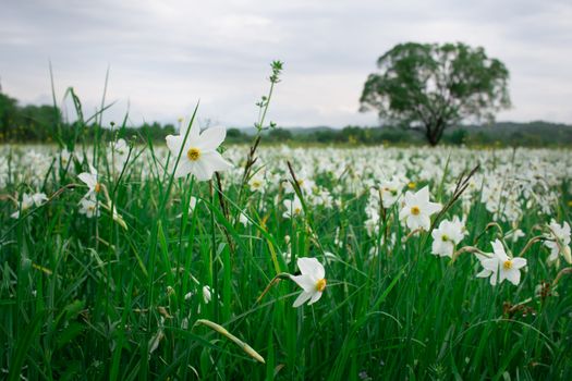 Coutryside view of flowering green spring meadow field of white narcissuses with lonely oak tree