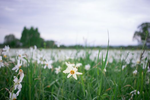 Close up of wild white narcissuses flowering on green spring meadow field in natural park