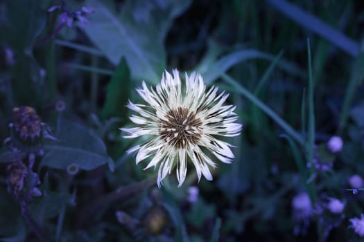 Close up of wet white blowball dandelion taraxacum core on green spring wild meadow