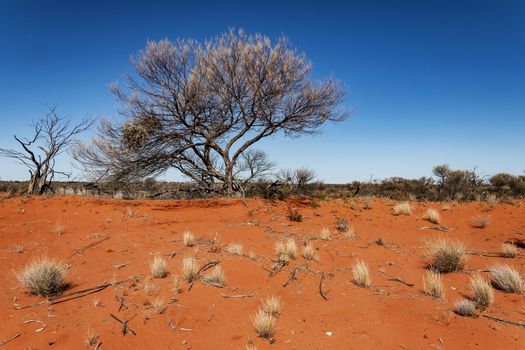 wild landscape in the Australian outback, the Red Center in south Australia