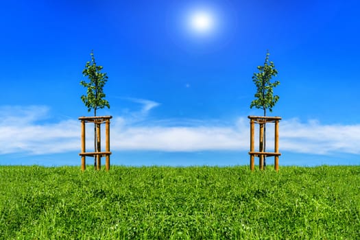 Two small trees on the green meadow against blue sky and sunshine. Lens flare desired.