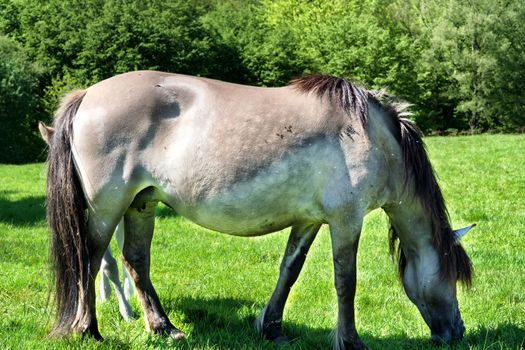 Wild horses in Neandertal. Tarpan is a Eurasian wild horse obtained by re-breeding.