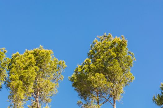 Landscape, tree tops of pine trees and palm trees on mediterranean sea in Majorca in Spain against blue sky.