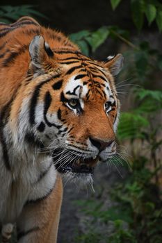 Close up portrait of mature Siberian tiger male