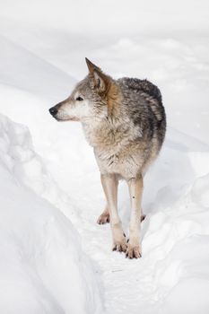 Close up full length portrait of one grey wolf standing in deep winter snow and looking away alerted, high angle front view