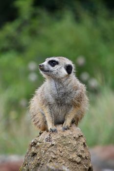 Close up front portrait of one meerkat sitting on a rock and looking away alerted over green background, low angle view