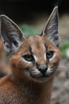 Close up portrait of baby caracal kitten