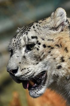 Close up side profile portrait of snow leopard (or ounce, Panthera uncia) looking down, low angle view