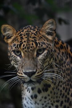 Face to face close up portrait of Persian leopard (Panthera pardus saxicolor) looking at camera, low angle view