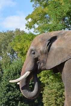 Close up side profile portrait of male African elephant with tusk looking at camera over background of green trees and blue sky, low angle view