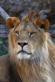 Close up portrait of young cute male African lion with beautiful mane, looking at camera, low angle view