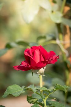 Roses in the garden, Roses are beautiful with a beautiful sunny day.