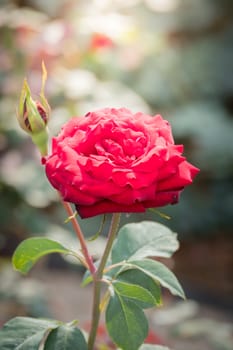 Roses in the garden, Roses are beautiful with a beautiful sunny day.