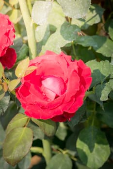 Roses in the garden, Roses are beautiful with a beautiful sunny day.