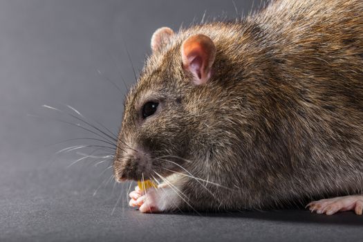 animal gray rat eating close-up on a black background