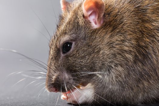 animal gray rat eating close-up on a black background