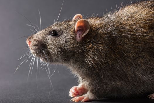 animal gray rat close-up on a black background